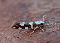 20.011 BF410 Argyresthia brockeella