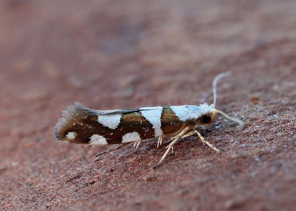 20.011 BF410 Argyresthia brockeella