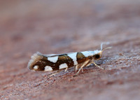 20.011 BF410 Argyresthia brockeella
