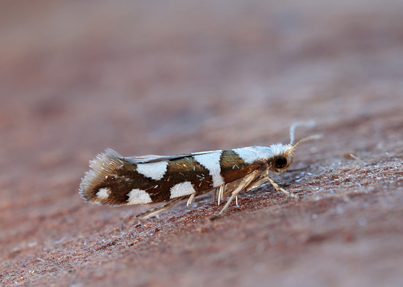 20.011 BF410 Argyresthia brockeella