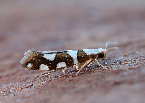 20.011 BF410 Argyresthia brockeella