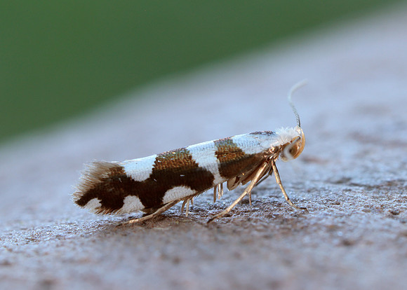 20.011 BF410 Argyresthia brockeella