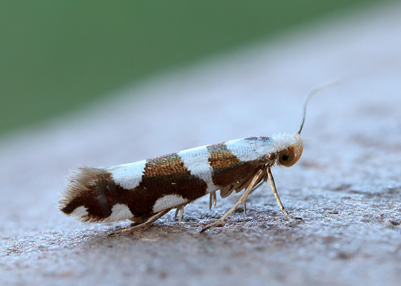20.011 BF410 Argyresthia brockeella