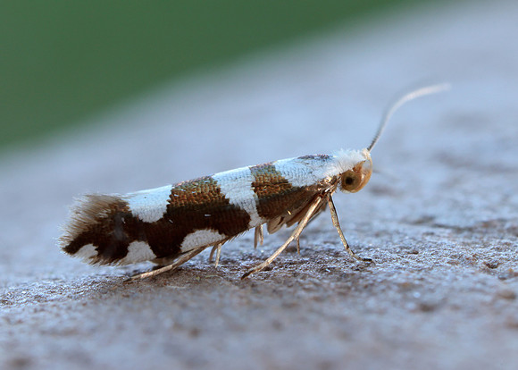 20.011 BF410 Argyresthia brockeella