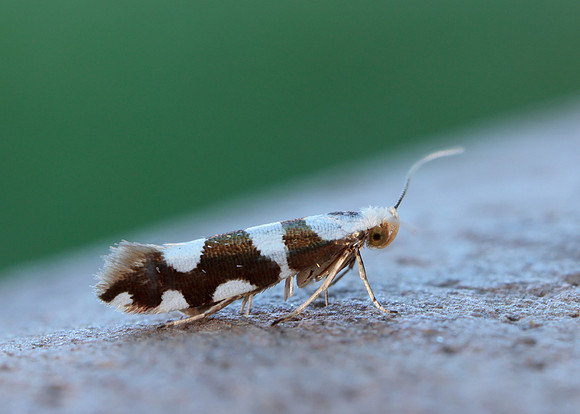 20.011 BF410 Argyresthia brockeella