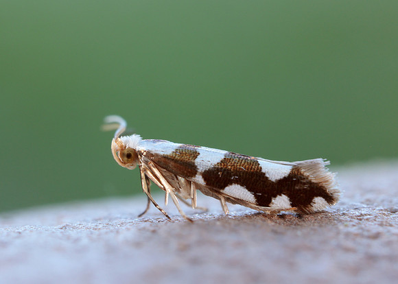 20.011 BF410 Argyresthia brockeella