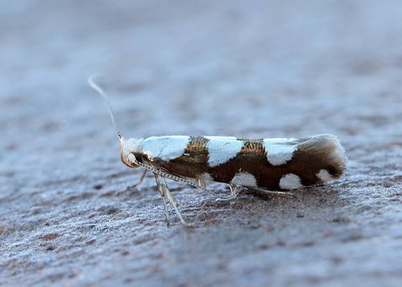20.011 BF410 Argyresthia brockeella