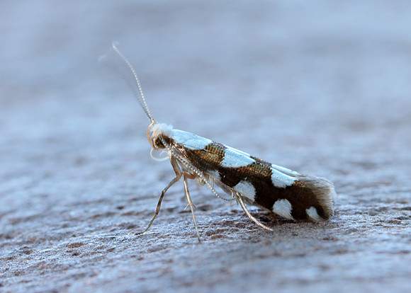 20.011 BF410 Argyresthia brockeella