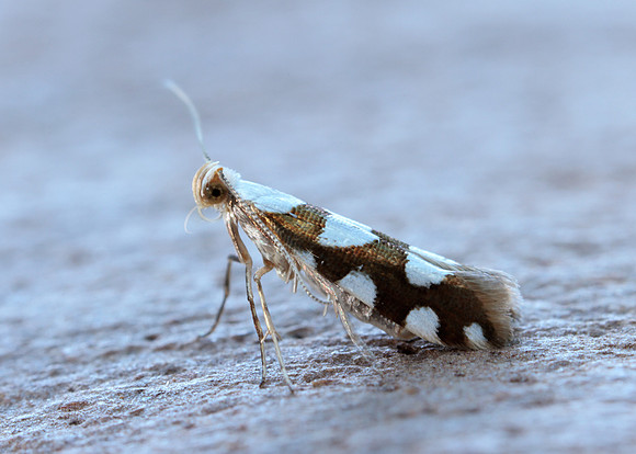 20.011 BF410 Argyresthia brockeella