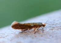 20.011 BF410 Argyresthia brockeella