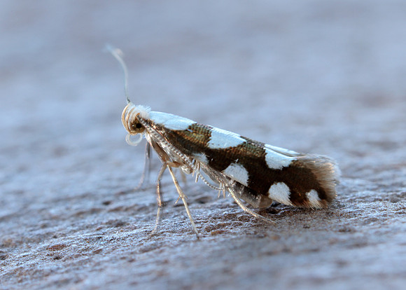 20.011 BF410 Argyresthia brockeella