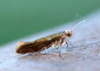 20.011 BF410 Argyresthia brockeella