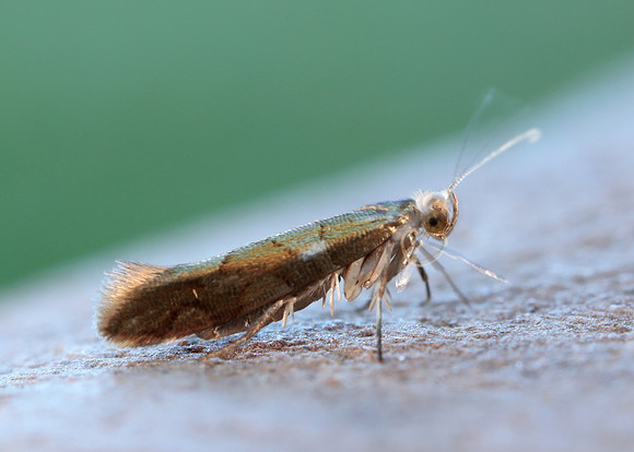 20.011 BF410 Argyresthia brockeella