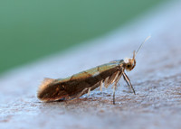 20.011 BF410 Argyresthia brockeella
