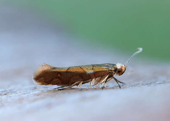 20.011 BF410 Argyresthia brockeella