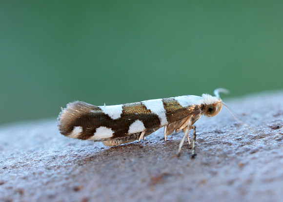20.011 BF410 Argyresthia brockeella