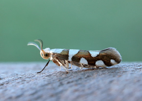 20.011 BF410 Argyresthia brockeella