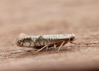 20.016 BF415 Argyresthia retinella