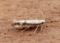 20.016 BF415 Argyresthia retinella