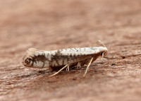 20.016 BF415 Argyresthia retinella