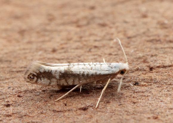 20.016 BF415 Argyresthia retinella