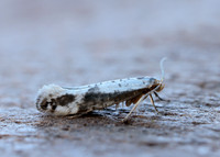 20.016 BF415 Argyresthia retinella
