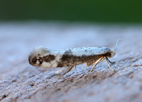 20.016 BF415 Argyresthia retinella