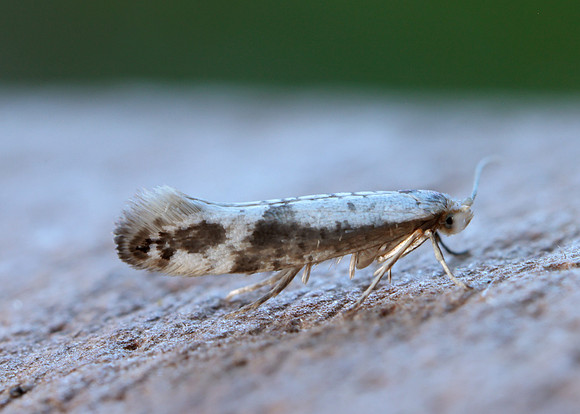 20.016 BF415 Argyresthia retinella