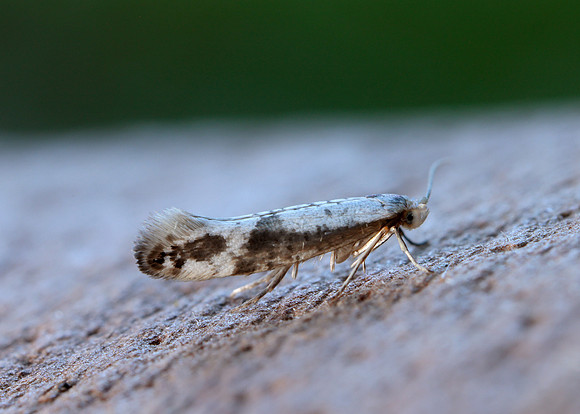20.016 BF415 Argyresthia retinella