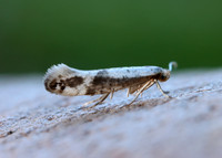 20.016 BF415 Argyresthia retinella
