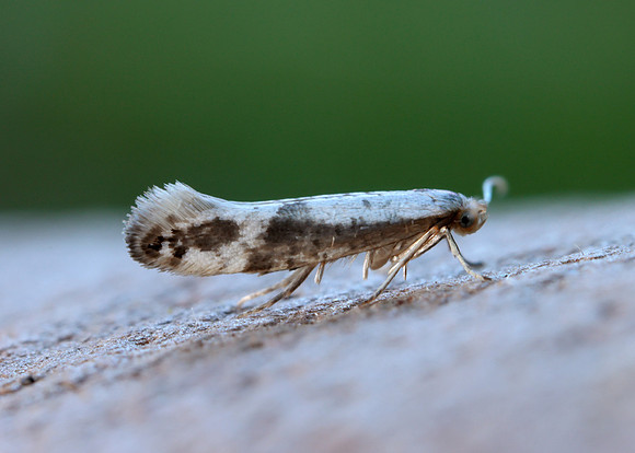 20.016 BF415 Argyresthia retinella
