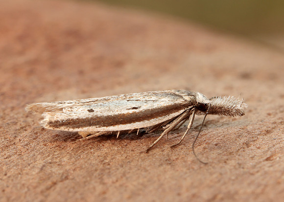 28.025 BF654 Pleurota bicostella