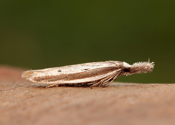 28.025 BF654 Pleurota bicostella