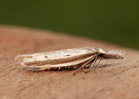 28.025 BF654 Pleurota bicostella