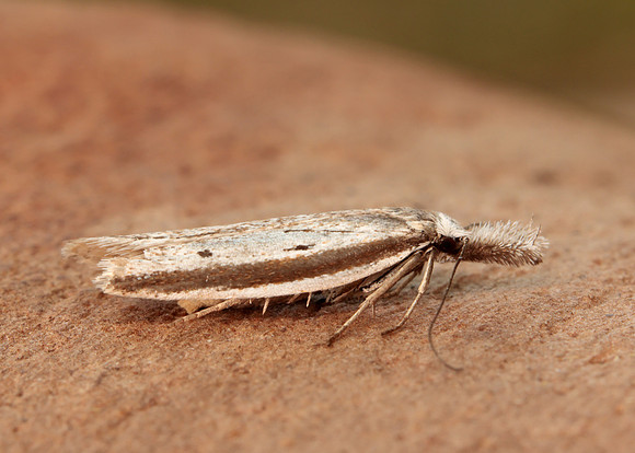28.025 BF654 Pleurota bicostella