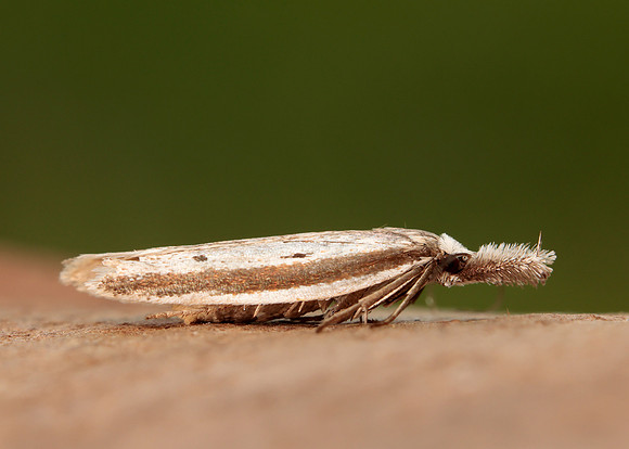 28.025 BF654 Pleurota bicostella