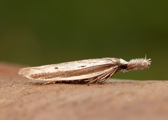 28.025 BF654 Pleurota bicostella