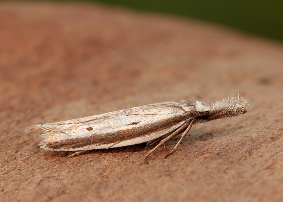 28.025 BF654 Pleurota bicostella