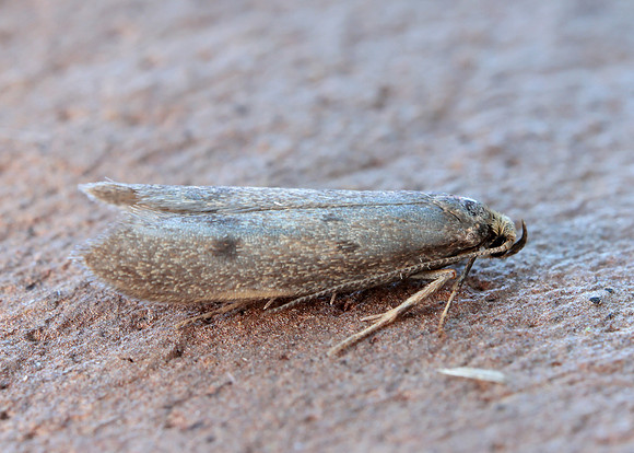 30.003 BF660 Pseudatemelia josephinae