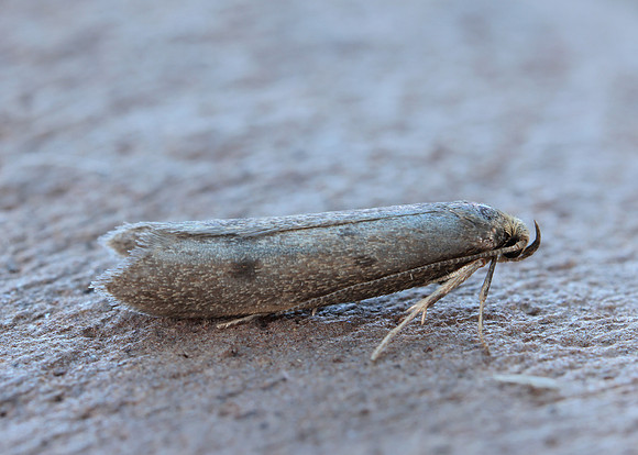 30.003 BF660 Pseudatemelia josephinae