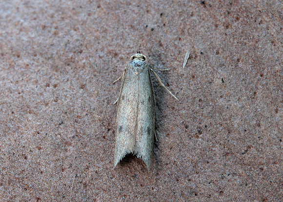 30.003 BF660 Pseudatemelia josephinae