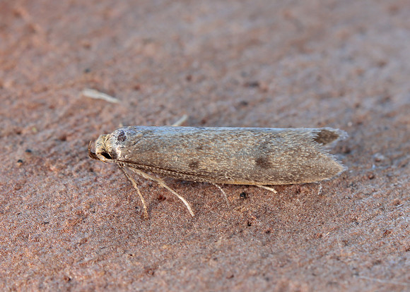 30.003 BF660 Pseudatemelia josephinae