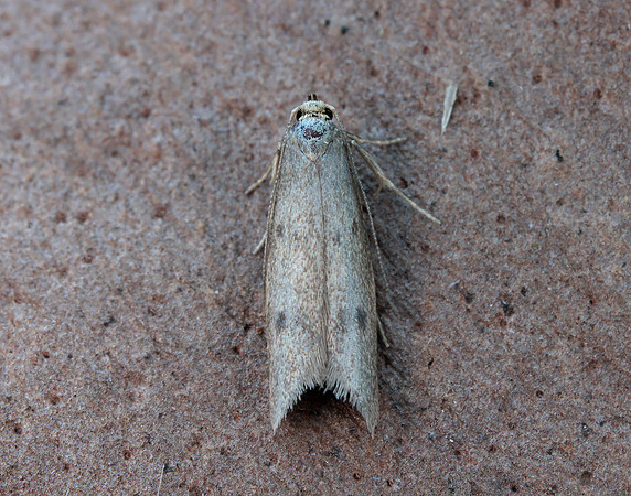30.003 BF660 Pseudatemelia josephinae
