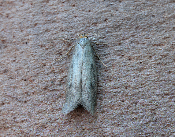 30.003 BF660 Pseudatemelia josephinae