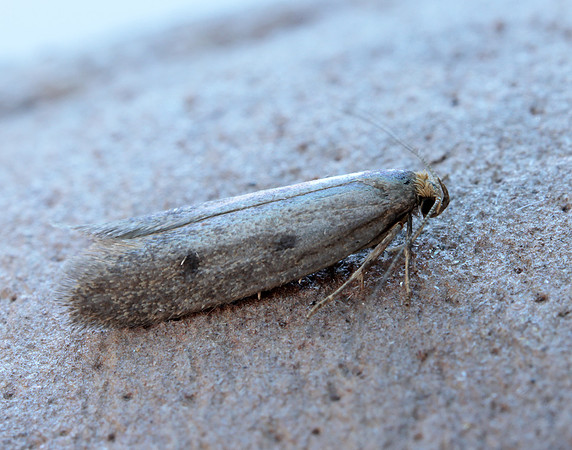 30.003 BF660 Pseudatemelia josephinae