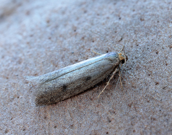 30.003 BF660 Pseudatemelia josephinae