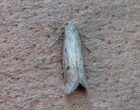 30.003 BF660 Pseudatemelia josephinae