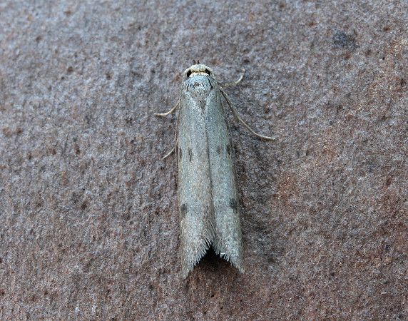 30.003 BF660 Pseudatemelia josephinae
