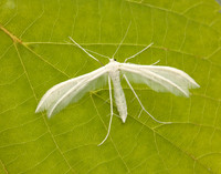 45.030 BF1513 White Plume Moth Pterophorus pentadactyla