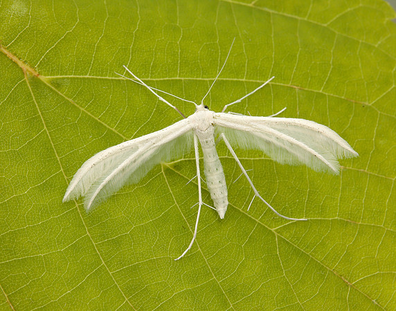 45.030 BF1513 White Plume Moth Pterophorus pentadactyla